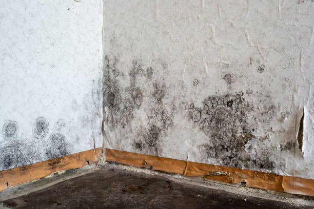 Best Professional Mold Removal  in Providence, UT